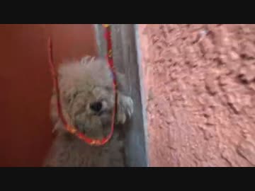 (∪´・ω・)→（∪＾ω＾）捨て犬保護シリーズ　48