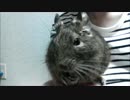 【デグー観察録】食事シーンVer.1【ⅩⅥ日目】