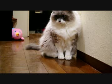 キャッチボールにゃー・・・あきたにゃー