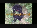 タケノコに挑戦