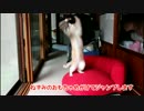 エモノを見上げる猫。ちょっと高いなぁ。