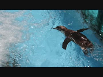 グレープ君、泳ぐ