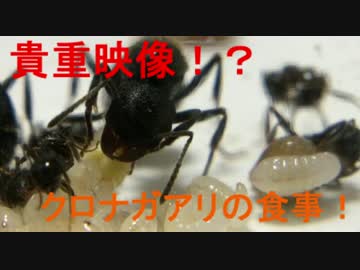 【小さな世界】　アリ観察日記　2日目　クロナガアリ　【小さな奇跡】