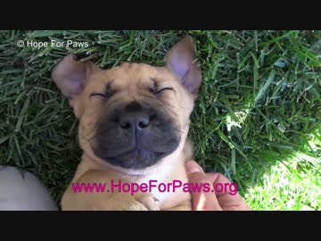 (∪´・ω・)→（∪＾ω＾）捨て犬保護シリーズ　52