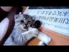 【おすにぎ】3日目：ネコは　ひっさつわざを　えとくした　！【猫動画】