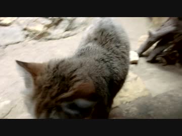 スナネコに会ってきました