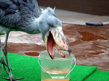 お待たせ　ハシビロコウさんの捕食シーン