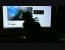 ねこ、鳥に夢中