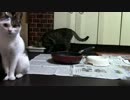 こんしゅうのおやつ【蒼民家の猫々】