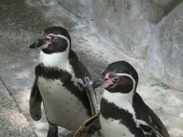 フンボルトペンギン　2017.06.10