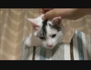 新タワー×キングエンジン