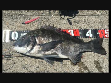 釣りどれんの電車釣行記　16　～チニングに挑戦！～