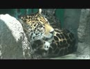 ジャガーぽろんぽんぺろ