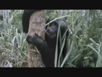 【実況】チンパンジーが日本語でPUBGをプレイ【part2】