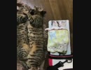 ネコの添い寝×2！！