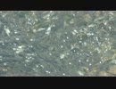 川魚　小魚の集団
