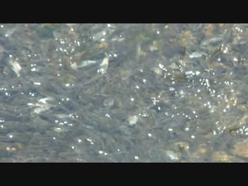 川魚　小魚の集団
