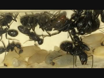 蟻戦争＃132 兵隊アリ爆誕！～いびつで巨大な頭～編