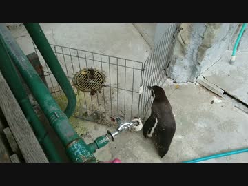 ふるるの大脱走【フンボルトペンギン】