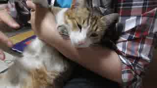 半野良猫様を抱っこさせていただきました。