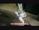 スーパースローな子猫達。