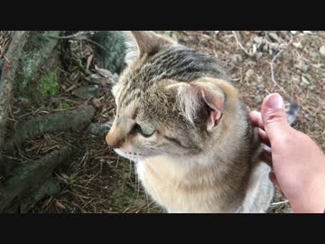 出先で出会ったねこ IN 柴又にゃん 秦野にゃん 鉾田にゃん