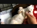 フェネック
