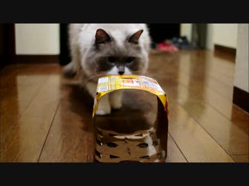 ステルスマーケティング猫