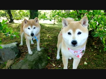 シニア柴犬ひかいち　がんばって撮影会ごっこ