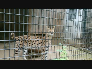 お見送りをするサーバルちゃん