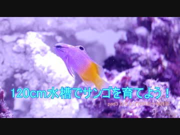 120cm水槽でサンゴを育てよう！ part3 魚、サンゴがどんどん増えます