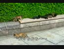 カープの宮島さん（ピアノ）と原爆ドームの子猫たち