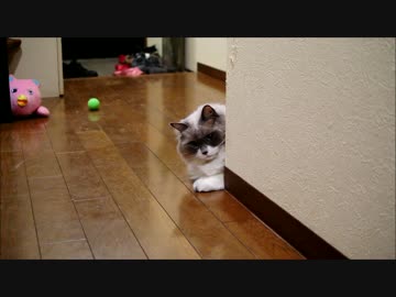 そこのきみ、ボールを拾ってきたまえ。