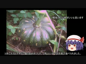 ゆっくり農民58沖縄野菜を育ててみませんか？#3