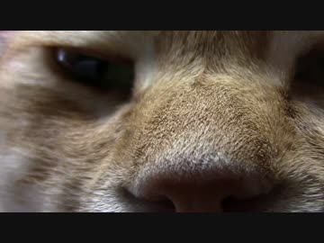 拾いねこ＠生後1804/1771日目　いつもより多めにどあっぷ。