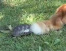亀と猫のじゃれ合い
