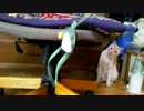 １才９ヶ月やんちゃネコ(=^･ω･^)ﾉ 大好きなトンボのおもちゃで遊ぶ③