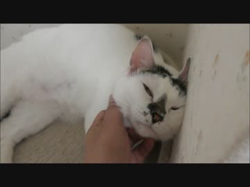 ヤンキーみたいにごろつくで○にゃん