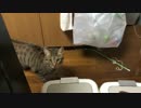 【衝撃】飼い主がサウナスーツ着た時の猫の反応がやばい！！！