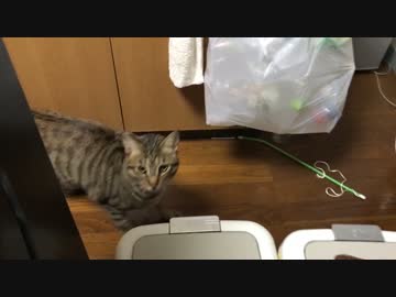 【衝撃】飼い主がサウナスーツ着た時の猫の反応がやばい！！！