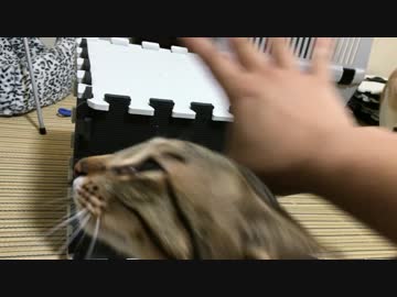 【激安満足】300円で激ハマリ！超かんたん猫の家作ってみた！！