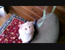 １才９ヶ月やんちゃネコ(=^･ω･^)ﾉ 大好きなトンボのおもちゃで遊ぶ②