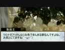 【小さな世界】　アリ観察日記　3日目　【小さな奇跡】