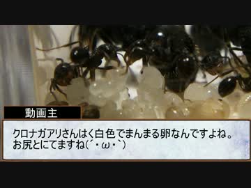 【小さな世界】　アリ観察日記　3日目　【小さな奇跡】