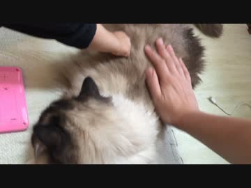 体を張って赤ちゃんにモフり方を教える猫