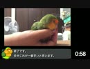 【自己ベスト】インコ寝かしつけRTA【0:58】