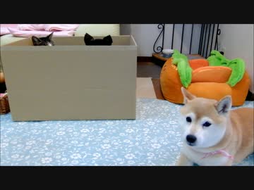 柴犬いちごと猫さんたち