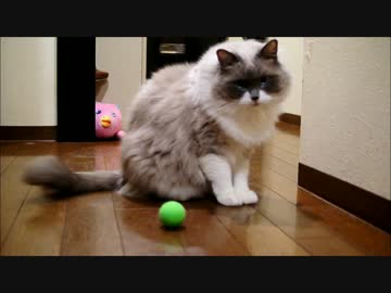 ボールをとめることが許せない猫