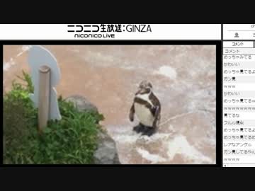 2017/06/13　東武動物公園（YMD枠）雨が止んだので夕暮れのペンギン舎から
