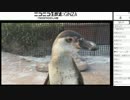 2017/06/14　東武動物公園配信（YMD枠）夕暮れのペンギン舎から
